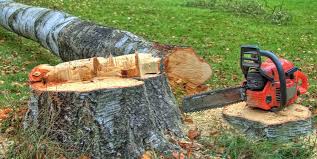 Best Lot and Land Clearing  in Mount Jackson, VA