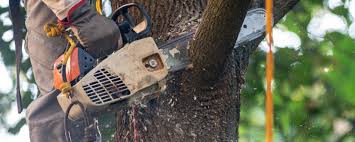Best Tree Disease Treatment  in Mount Jackson, VA