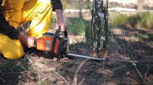 Best Lawn Disease Treatment  in Mount Jackson, VA