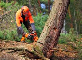 Best Hazardous Tree Removal  in Mount Jackson, VA