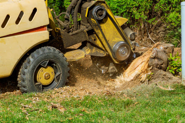 Best Utility Line Clearance  in Mount Jackson, VA