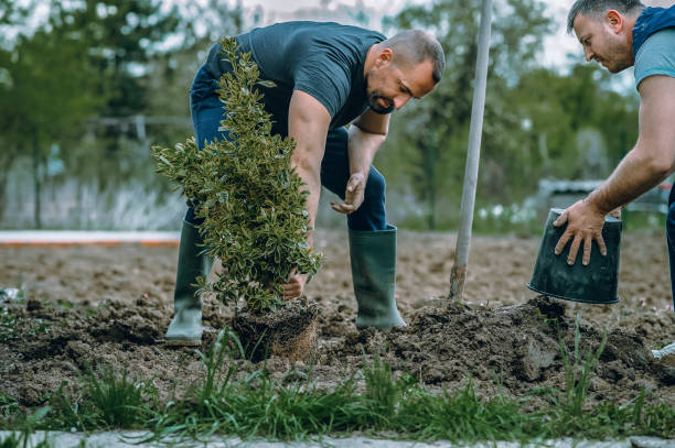Best Lawn Maintenance Plans  in Mount Jackson, VA