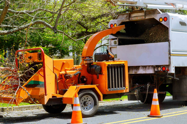 Best Tree Preservation Services  in Mount Jackson, VA