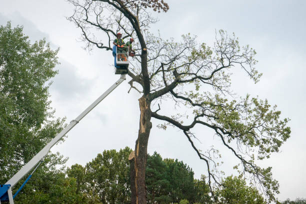 Best Tree Mulching  in Mount Jackson, VA