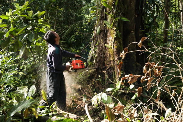 Mount Jackson, VA Tree Services Company