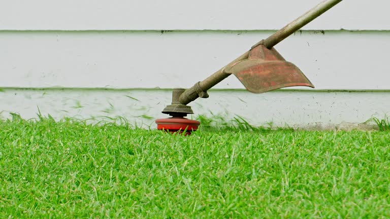 Best Lawn Pest Prevention  in Mount Jackson, VA