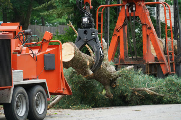 Best Storm Damage Tree Cleanup  in Mount Jackson, VA