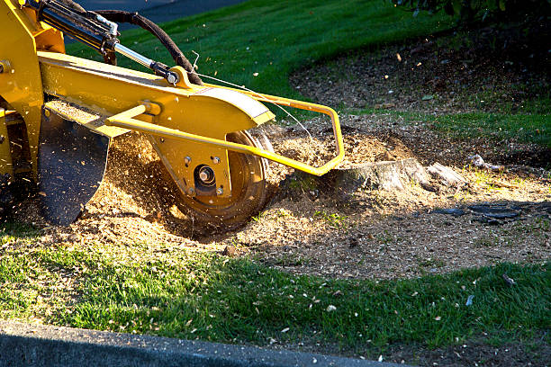 Best Soil Testing and Treatment  in Mount Jackson, VA