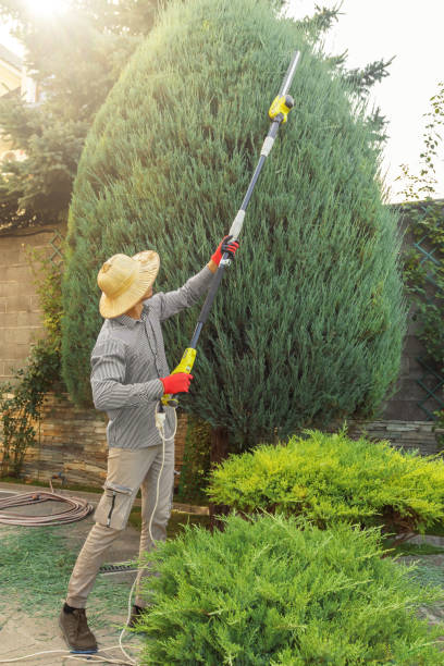 Best Lawn Watering Services  in Mount Jackson, VA