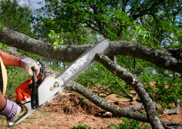 Best Tree Trimming and Pruning  in Mount Jackson, VA