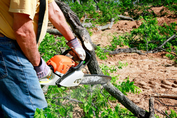 Best Lawn Mowing  in Mount Jackson, VA